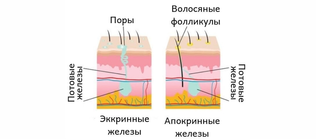 Апокриновые железы