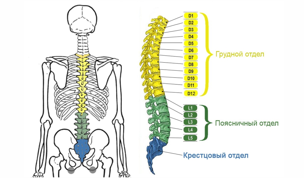 Как устроен позвоночник